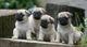 Adorable cachorros carlino/pug en adopcion