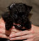 Gratis affenpinscher cachorro lista ahora