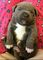 Gratis americano cachorro staffordshire terrier disponibles