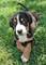 Gratis appenzell cachorro de perro de montaña lista