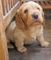 Gratis basset fauve de bretagne cachorro disponibles
