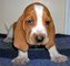 Gratis beagle cachorros disponibles