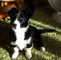 Gratis border collie cachorro disponibles