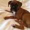 Gratis boxer cachorro disponibles