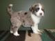 Gratis cachorro aussiedoodle lista