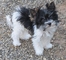 Gratis cachorro biewer disponibles