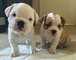 Gratis cachorro bulldogge bromas disponibles