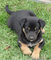 Gratis cachorro de pastor australiano disponibles