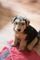 Gratis cachorro de terrier de airedale disponibles