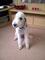 Gratis cachorro de terrier de bedlington disponibles