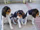 Gratis cachorro foxhound disponibles