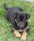 Gratis cachorro kelpie australiano disponibles