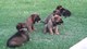 Gratis cachorro malinois belgas disponibles
