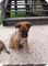 Gratis cachorro negro cur disponibles