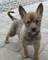 Gratis cachorro picard berger disponibles