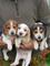 Gratis cachorros Beagle en adopcion - Foto 1