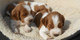 Gratis cachorros de perro de aguas de saltador galés - Foto 1
