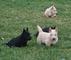 Gratis cachorros terrier escocés disponibles - Foto 1