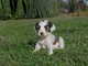 Gratis cachorros terrier tibetano lista - Foto 1