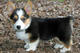 Gratis corgi galés del pembroke cachorros lista - Foto 1