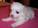Gratis impresionante mastín cachorro disponibles