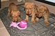 Gratis irlandés terrier perritos disponibles - Foto 1