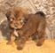 Gratis mastín tibetano cachorros listo - Foto 1
