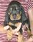 Gratis negro y marrón cachorro coonhound disponibles