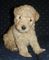 Gratis otterhound cachorros disponibles - Foto 1