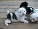 Gratis perritos pekinés disponibles - Foto 1