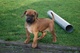 Gratis rhodesian perrito disponibles