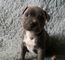 Gratis Staffordshire Bull terrier Perritos lista - Foto 1