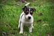 Jack.Russel adorable cachorro adoptoin - Foto 1