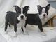 Preciosos cachorros de boston terrier en busca de nuevas vivienda