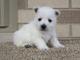 Regalo cachorro terrier del oeste de lista - Foto 1