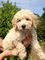 Cachorro maravillosa goldendoodle lista - Foto 1