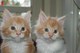 Gatitos Gatitos hermosos del Coon de Maine - Foto 1