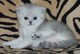 Gatitos gatitos persas - Foto 1