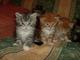 Gatitos hermosos gatitos del coon de maine con pedigrí