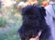 Gratis affenpinscher cachorro disponibles - Foto 1