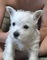 Gratis al oeste cachorro terrier blanco de montaña disponibles - Foto 1