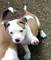 Gratis americano cachorro pitbull terrier disponibles