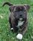 Gratis americano staffordshire terrier cachorro disponibles