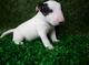 Gratis cachorro bull terrier disponibles - Foto 1