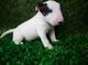 Gratis cachorro bull terrier disponibles