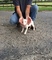 Gratis cachorro bull terrier miniatura disponibles - Foto 1