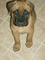 Gratis cachorro bullmastiff del disponibles