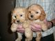 Gratis cachorro cavapoo disponibles