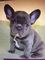 Gratis cachorro de bulldog francés disponibles