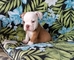 Gratis cachorro de bulldog miniatura disponibles listo - Foto 1